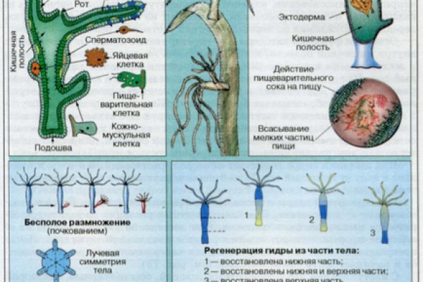 Актуальное зеркало на кракен