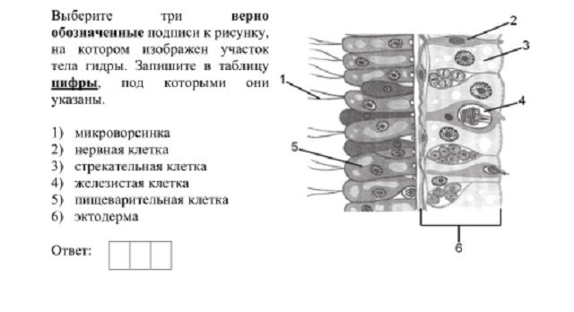 Kraken 13at магазин